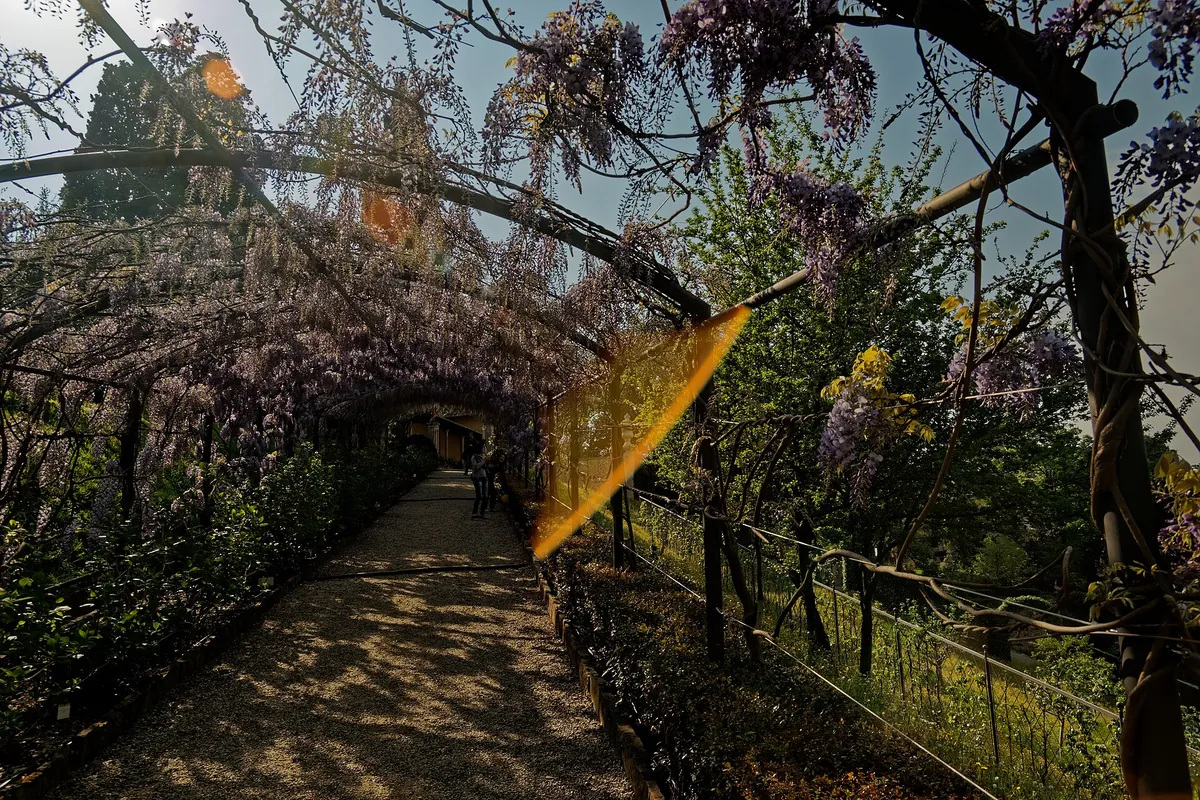 The wisteria pergola in the Bardini Garden