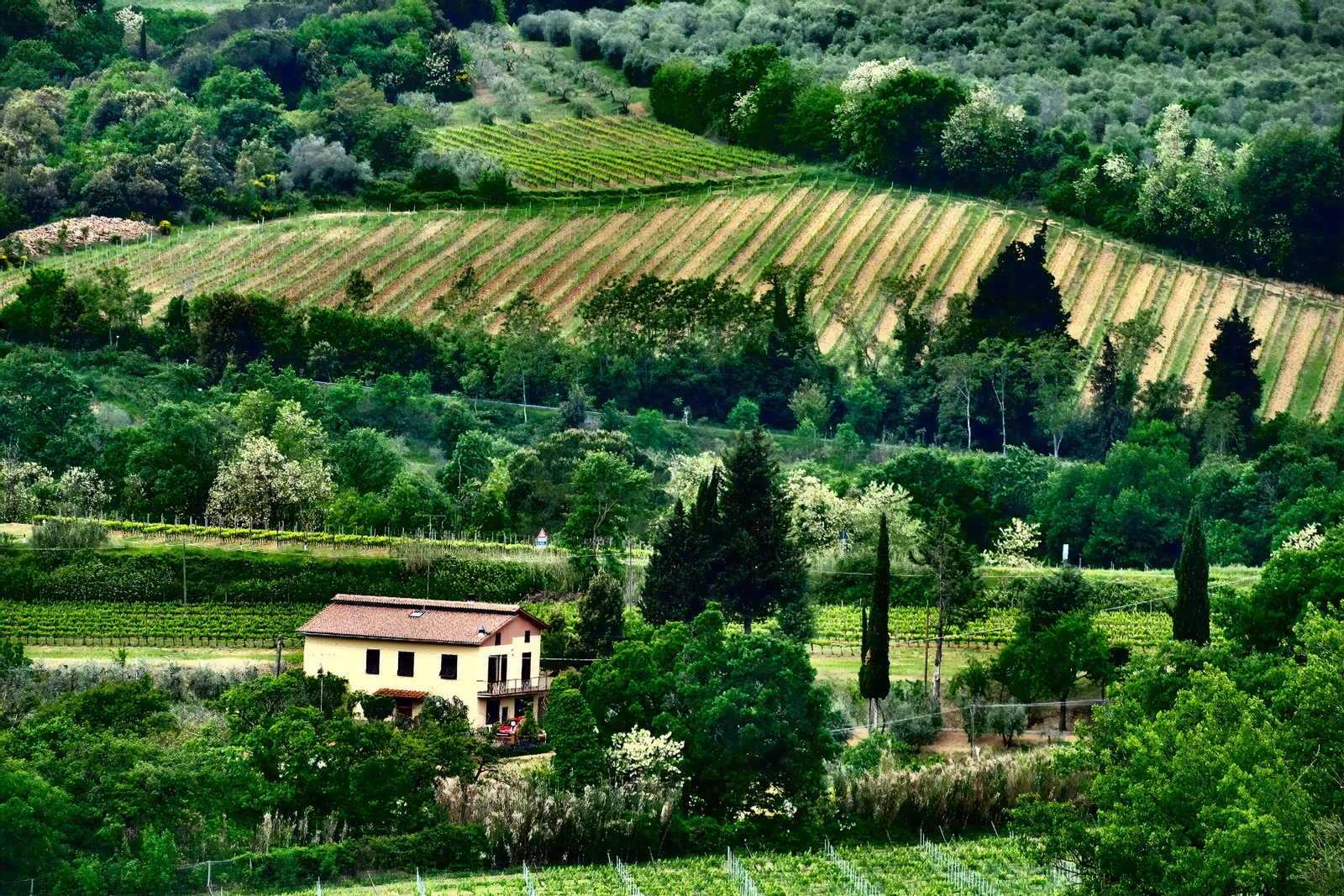 Vineyards and a farmhouse in the Tuscan hills